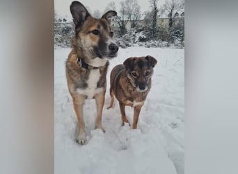 Traumhund Leni sucht dringend neues Zuhause!