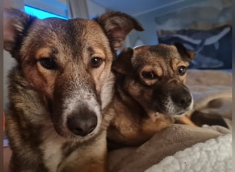 Traumhund Leni sucht dringend neues Zuhause!