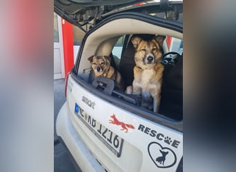 Traumhund Leni sucht dringend neues Zuhause!