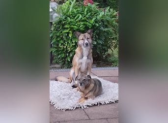 Traumhund Leni sucht dringend neues Zuhause!