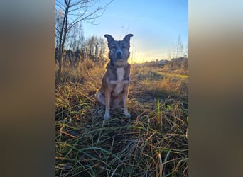 Traumhund Leni sucht dringend neues Zuhause!