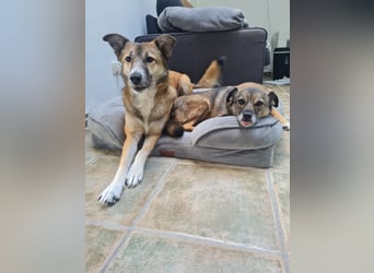 Traumhund Leni sucht dringend neues Zuhause!