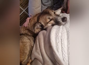 Traumhund Leni sucht dringend neues Zuhause!