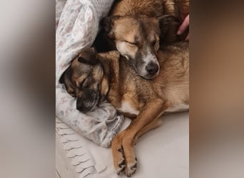 Traumhund Leni sucht dringend neues Zuhause!