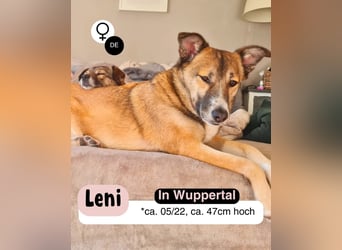 Traumhund Leni sucht dringend neues Zuhause!