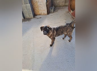 Sanfte Pluck sucht ihre Familie