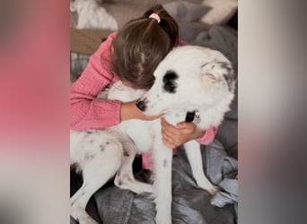 Süßer Chaly(46 cm/16 kg/2,5 J) sucht liebevolles Zuhause