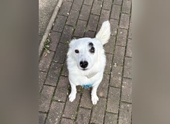 Treuer Charlie❤️sucht liebevolle Hundekenner