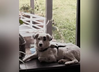 Treuer Charlie❤️sucht liebevolle Hundekenner