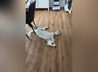 Süßer Chaly(46 cm/16 kg/2,5 J) sucht liebevolles Zuhause