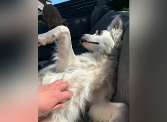 Süßer Chaly(46 cm/16 kg/2,5 J) sucht liebevolles Zuhause