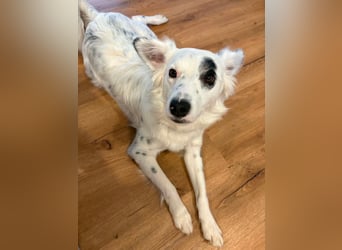 Süßer Chaly(46 cm/16 kg/2,5 J) sucht liebevolles Zuhause