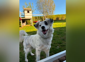 Süßer Chaly(46 cm/16 kg/2,5 J) sucht liebevolles Zuhause