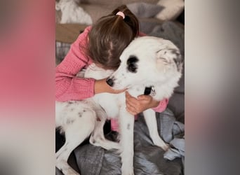 Treuer Charlie❤️sucht liebevolle Hundekenner