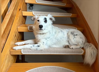 Süßer Chaly(46 cm/16 kg/2,5 J) sucht liebevolles Zuhause