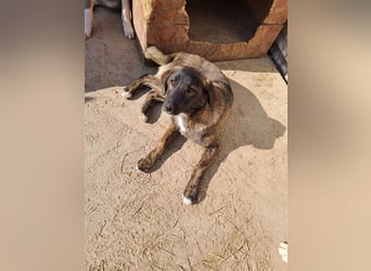 Sanfte Pluck sucht ihre Familie