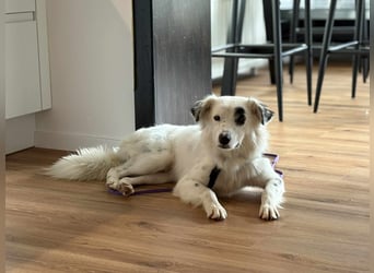 Süßer Chaly(46 cm/16 kg/2,5 J) sucht liebevolles Zuhause