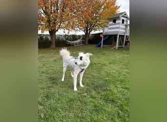 Treuer Charlie❤️sucht liebevolle Hundekenner