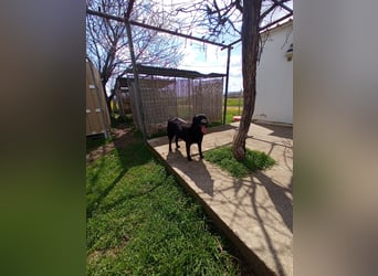Hulla  - wunderschöne Hundedame sucht ihre Glücksfamilie