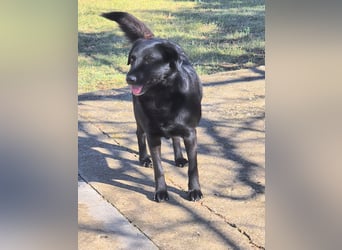 Hulla  - wunderschöne Hundedame sucht ihre Glücksfamilie