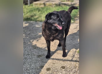 Hulla  - wunderschöne Hundedame sucht ihre Glücksfamilie