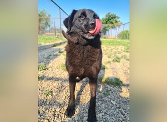 Hulla  - wunderschöne Hundedame sucht ihre Glücksfamilie
