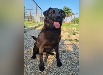 Hulla  - wunderschöne Hundedame sucht ihre Glücksfamilie