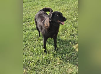 Hulla  - wunderschöne Hundedame sucht ihre Glücksfamilie