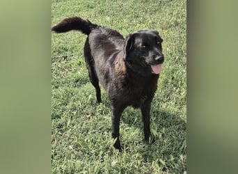 Hulla  - wunderschöne Hundedame sucht ihre Glücksfamilie