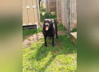 Hulla  - wunderschöne Hundedame sucht ihre Glücksfamilie