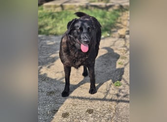 Hulla  - wunderschöne Hundedame sucht ihre Glücksfamilie