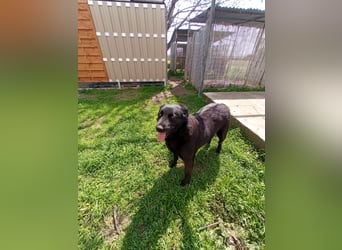 Hulla  - wunderschöne Hundedame sucht ihre Glücksfamilie