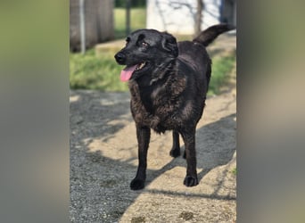 Hulla  - wunderschöne Hundedame sucht ihre Glücksfamilie