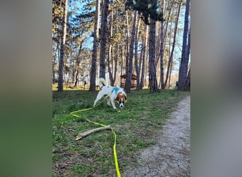 Phoenix, aus der Hölle entkommen, sucht nun seinen Himmel auf Erden