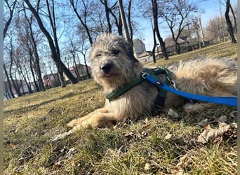 Süße Titza sucht ihr eigenes Körbchen