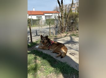 Auch Ema ist der Hölle entkommen und braucht dringend eine liebe Familie