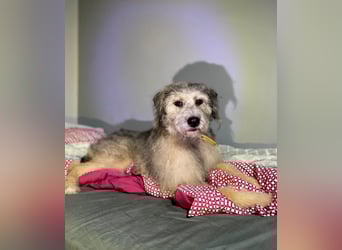 Süße Titza sucht ihr eigenes Körbchen