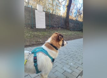 Phoenix, aus der Hölle entkommen, sucht nun seinen Himmel auf Erden