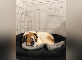 Phoenix, aus der Hölle entkommen, sucht nun seinen Himmel auf Erden