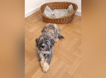 Süßer Costel sucht seine Schmusefamilie