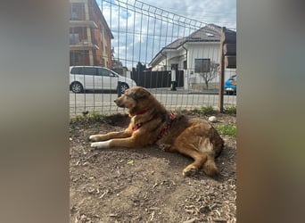 Auch Ema ist der Hölle entkommen und braucht dringend eine liebe Familie