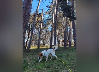 Phoenix, aus der Hölle entkommen, sucht nun seinen Himmel auf Erden