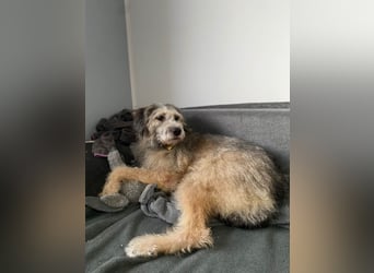 Süße Titza sucht ihr eigenes Körbchen