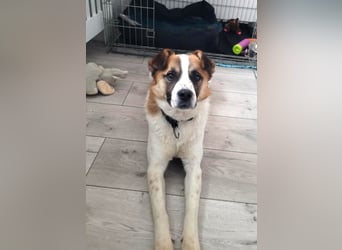 Phoenix, aus der Hölle entkommen, sucht nun seinen Himmel auf Erden