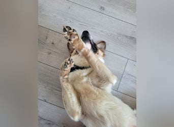 Phoenix, aus der Hölle entkommen, sucht nun seinen Himmel auf Erden