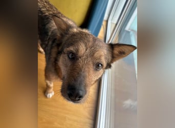 Auch Ema ist der Hölle entkommen und braucht dringend eine liebe Familie