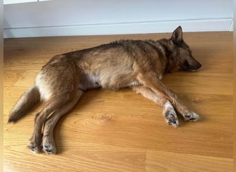 Auch Ema ist der Hölle entkommen und braucht dringend eine liebe Familie