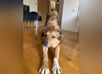 Auch Ema ist der Hölle entkommen und braucht dringend eine liebe Familie