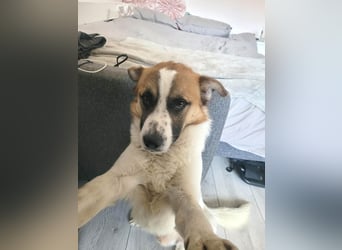 Phoenix, aus der Hölle entkommen, sucht nun seinen Himmel auf Erden