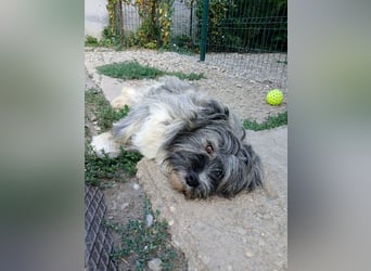 Süßer Costel sucht seine Schmusefamilie